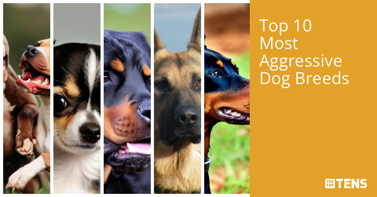 Top 10 Most Aggressive Dog Breeds TheTopTens