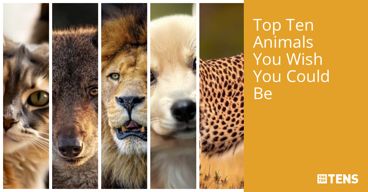Top Ten Animals You Wish You Could Be - TheTopTens