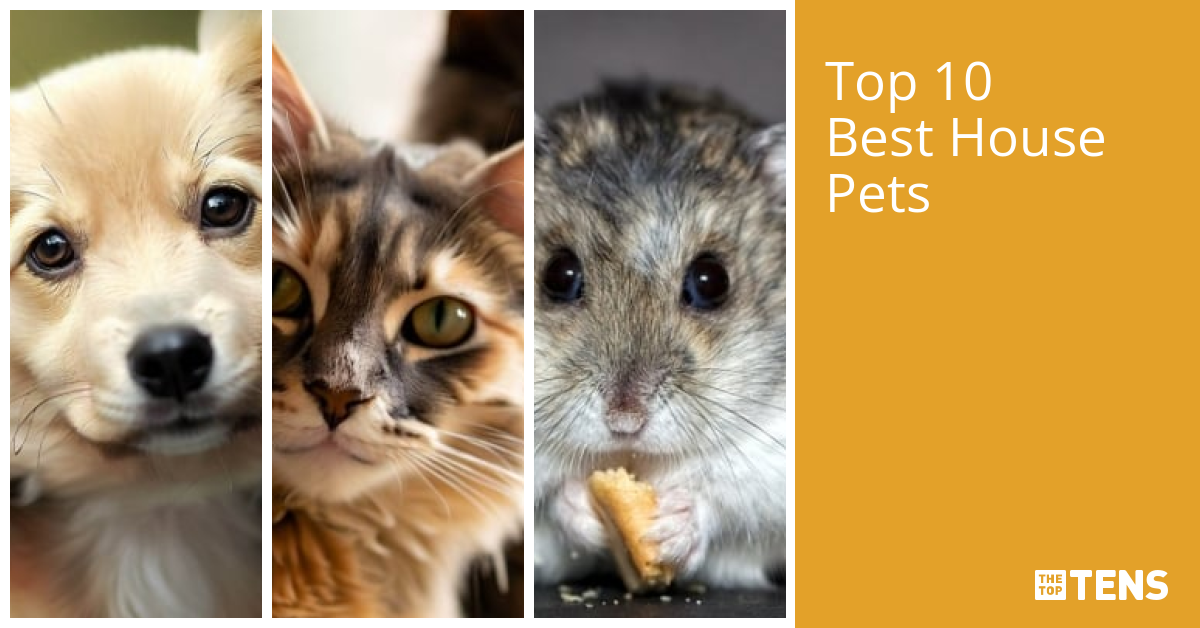 Top 10 Best House Pets TheTopTens