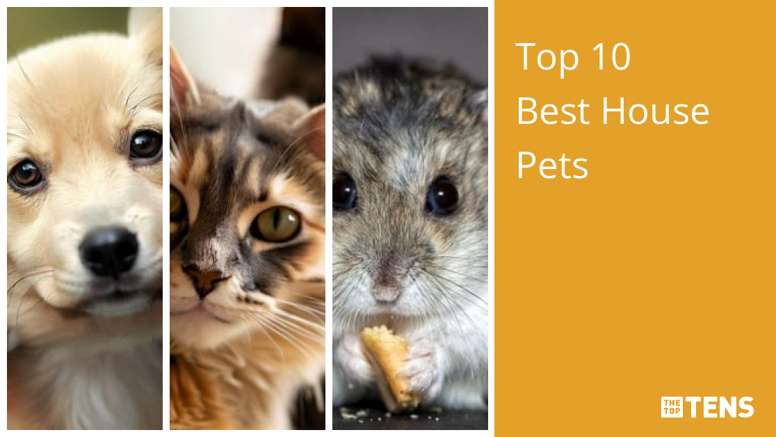 Best pets to have best sale at home