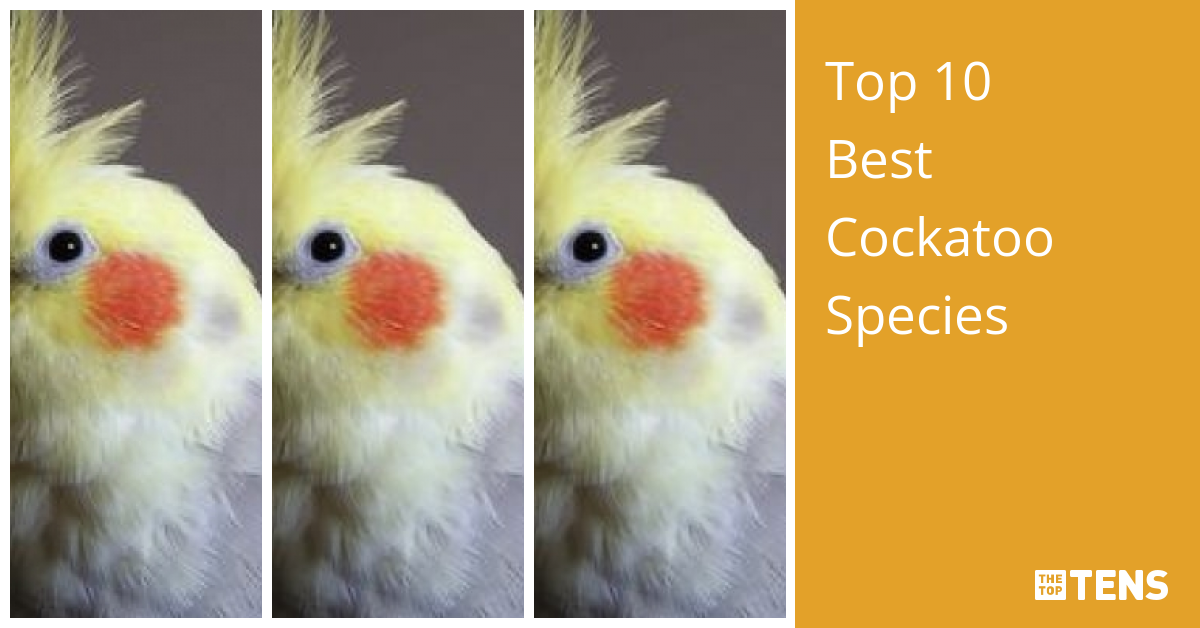 Top 10 Best Cockatoo Species - TheTopTens