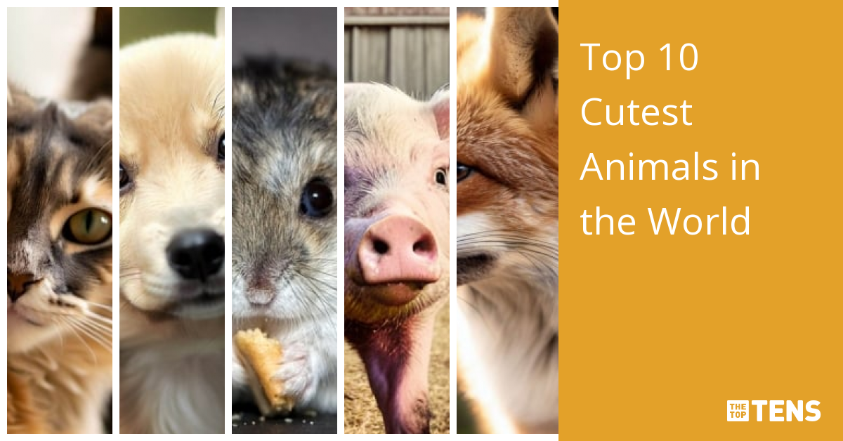 Top 10 Cutest Animals in the World - TheTopTens