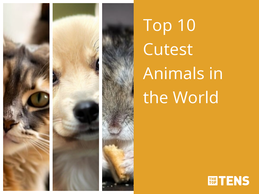 Top 10 Cutest Animals in the World - TheTopTens