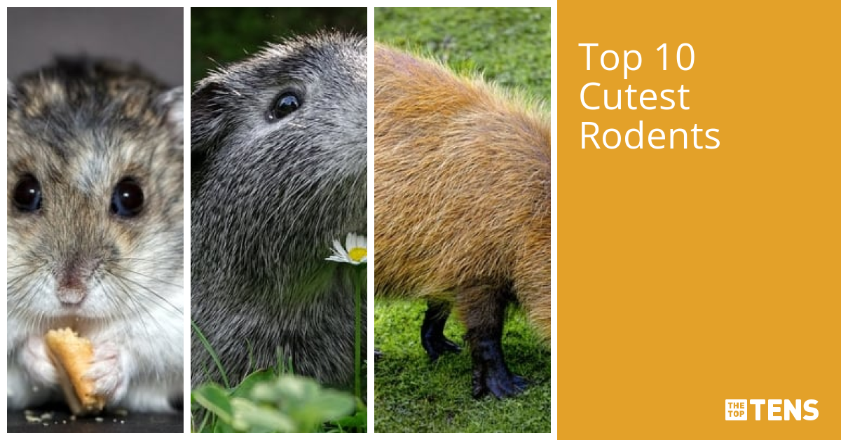 Top 10 Cutest Rodents