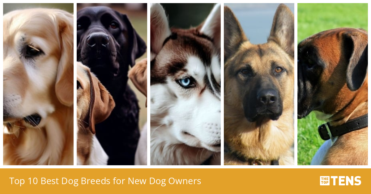 Best Dog Breeds for New Dog Owners Top Ten List TheTopTens