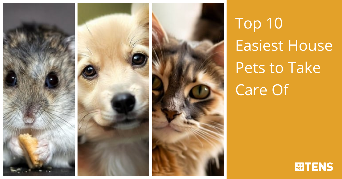 Top 10 Easiest House Pets to Take Care Of TheTopTens