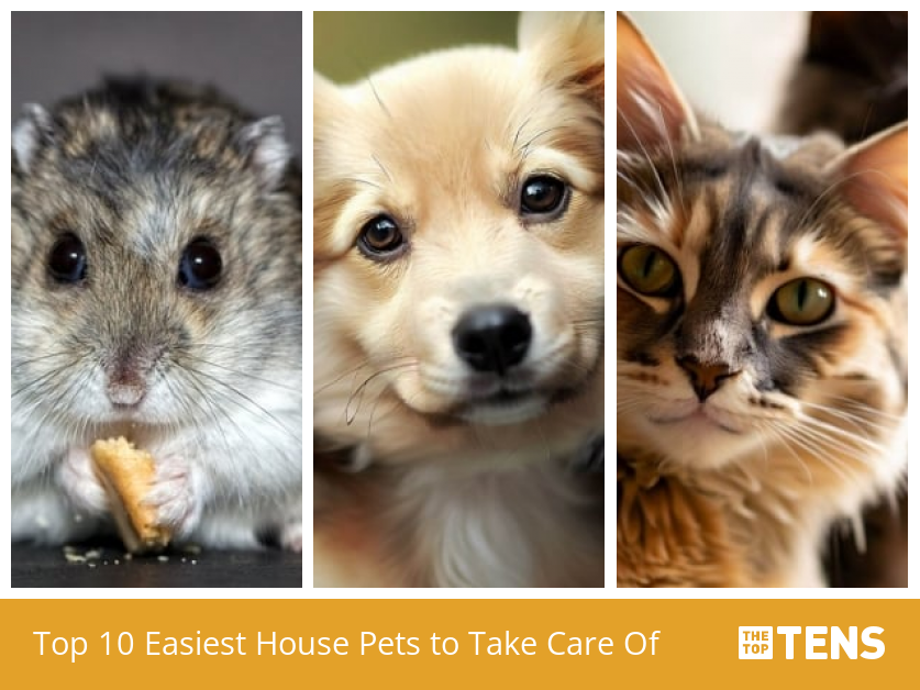 Easy house pets to take best sale care of