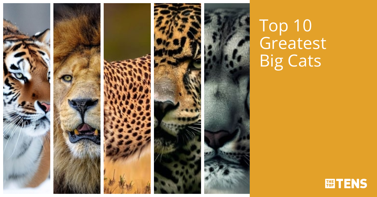 Top 10 Greatest Big Cats TheTopTens