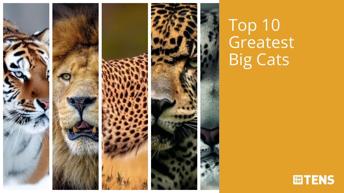 Biggest Wild Cats In The World
