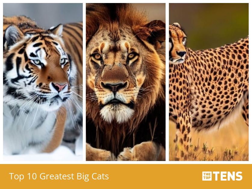 Top ten big sales cats