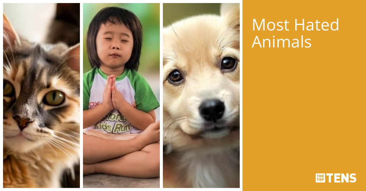 Most Hated Animals Top Ten List TheTopTens