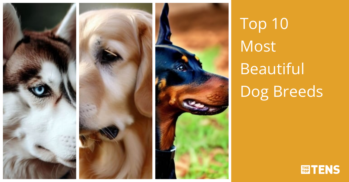 Top 10 Most Beautiful Dog Breeds - TheTopTens