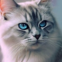 silver tabby she cat with blue eyes