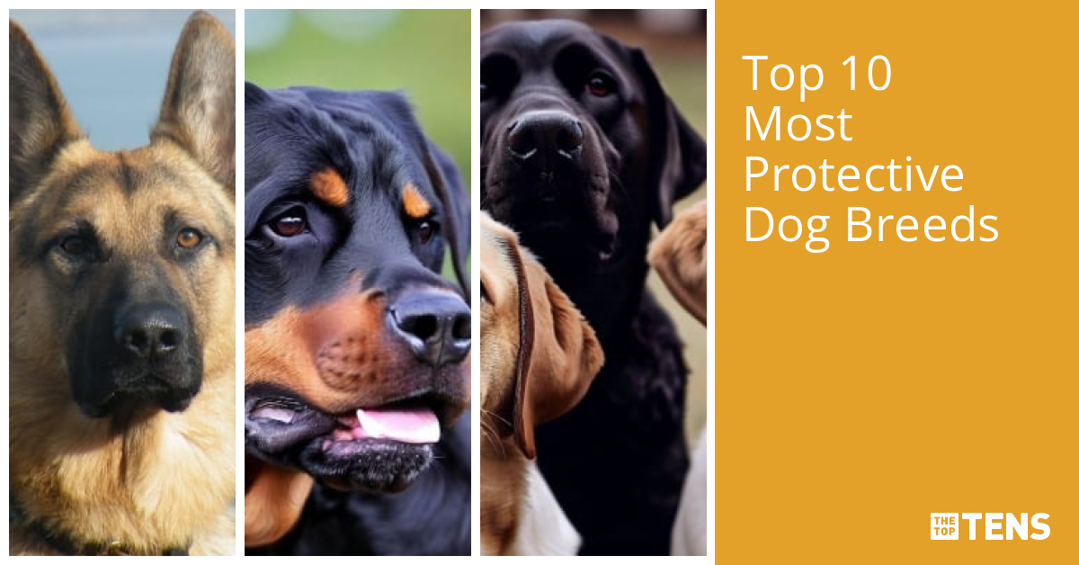 Top Ten Most Protective Dog Breeds TheTopTens