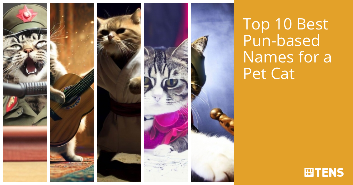 top-10-best-pun-based-names-for-a-pet-cat-thetoptens