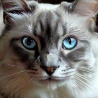 Blue eyed villains of warrior cats!~ (art by me) : r/WarriorCats