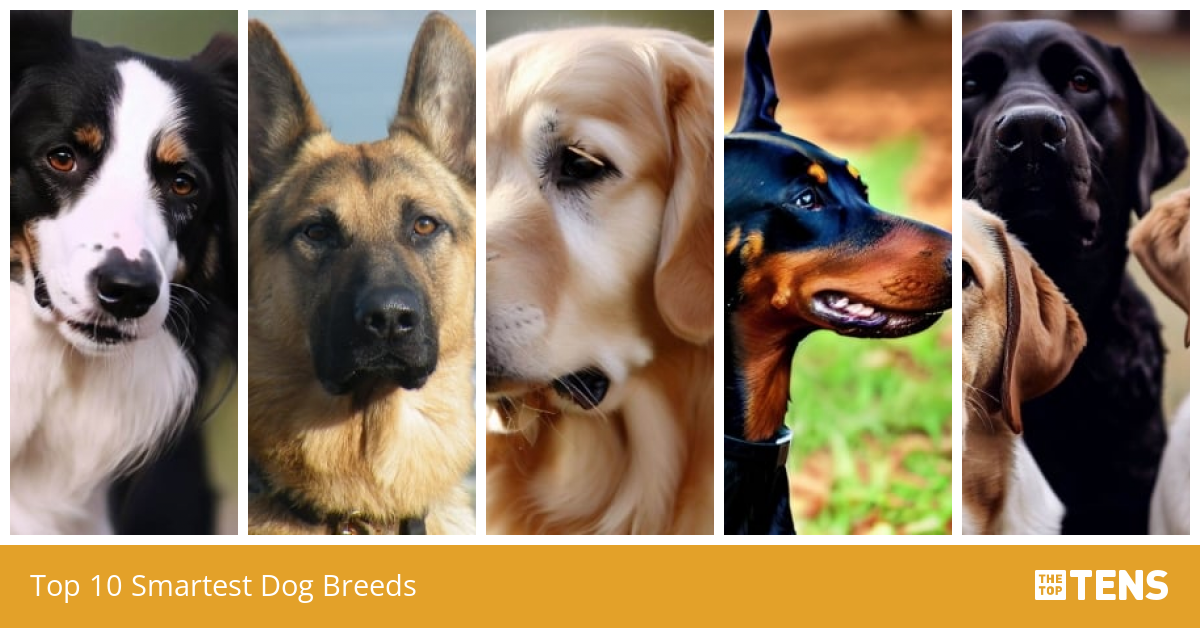 Top 10 smartest dog breeds