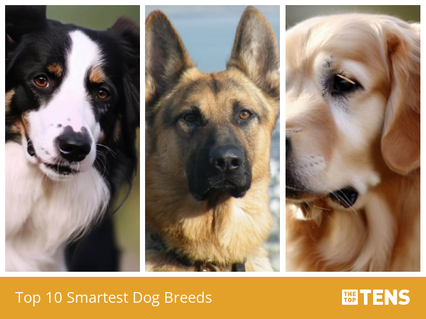 Top 10 smartest dog breeds