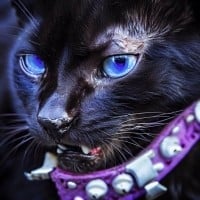 Warrior cats- What does Scourge think of you?
