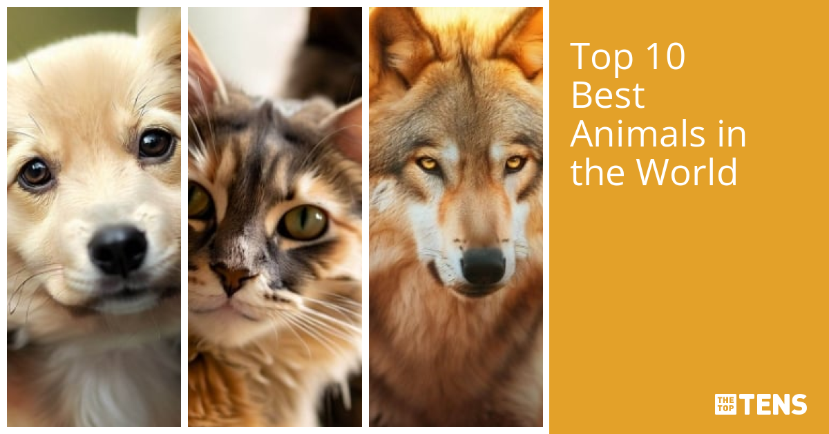 Top 10 Best Animals in the World TheTopTens