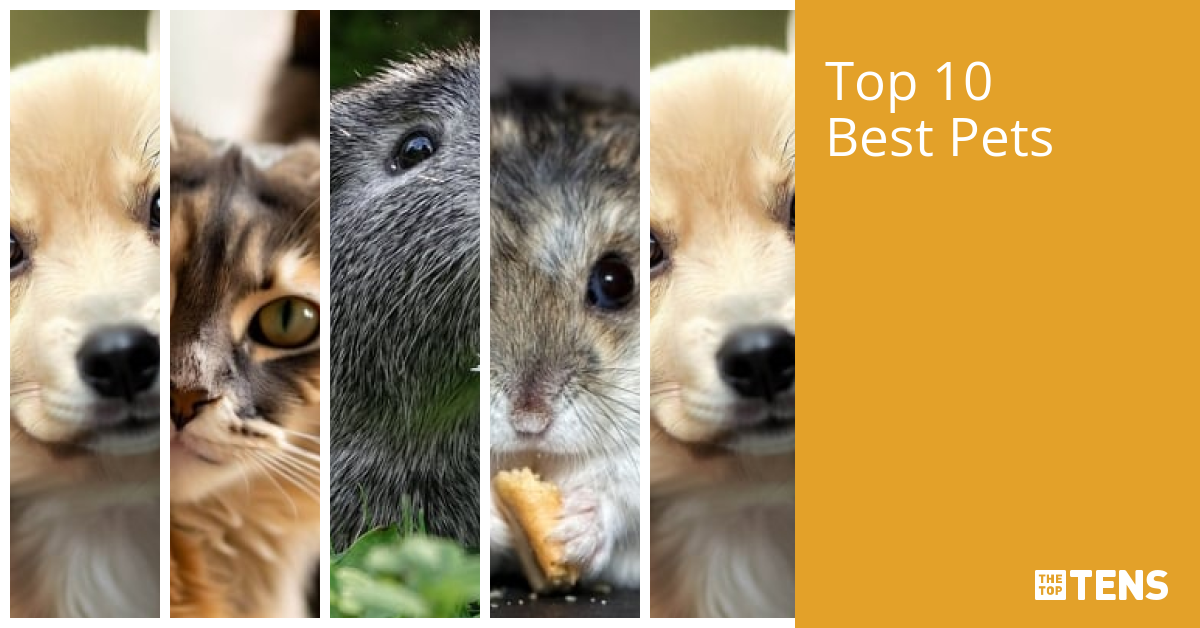 Top Ten Best Pets TheTopTens