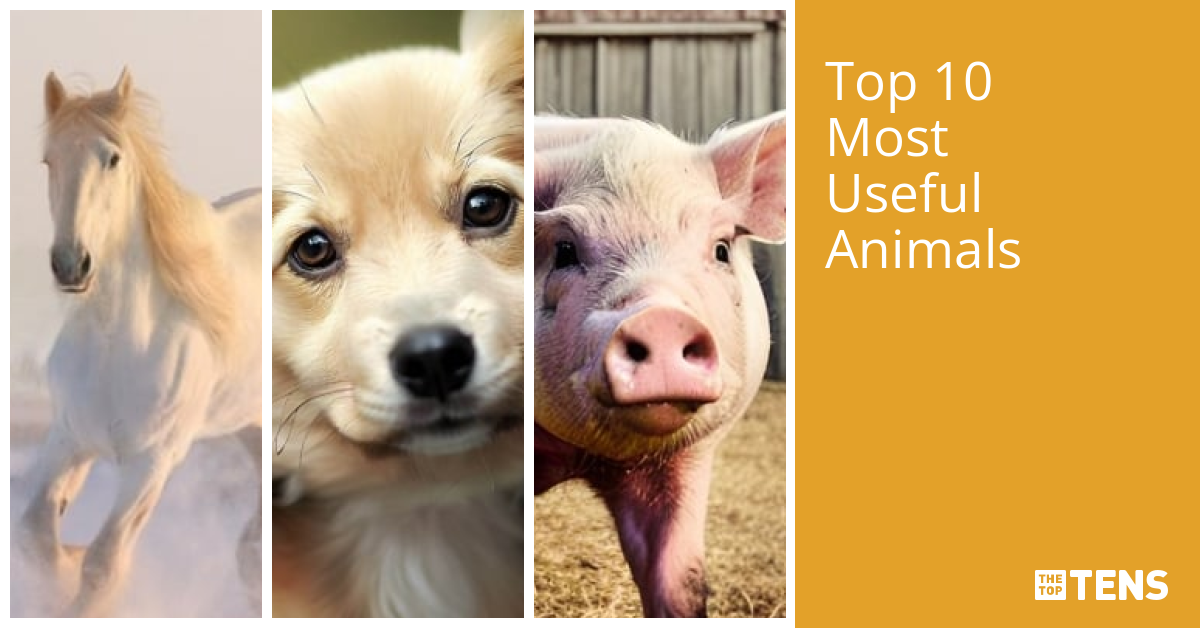 Top 10 Most Useful Animals TheTopTens