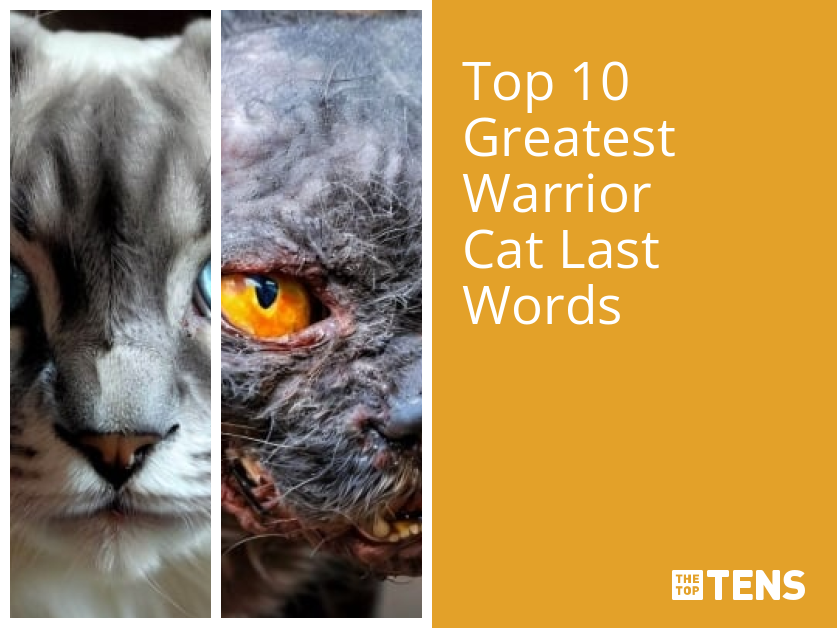 Top 10 Best Warriors (Warrior Cat) Books - TheTopTens