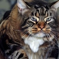 MIKASHIDA — top 5 warrior cats villains