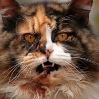 The Top Ten Most Evil Warrior Cat Villains 