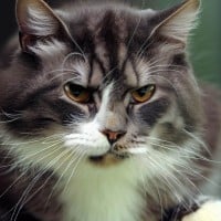 Ranking Every Warrior Cats Villain 