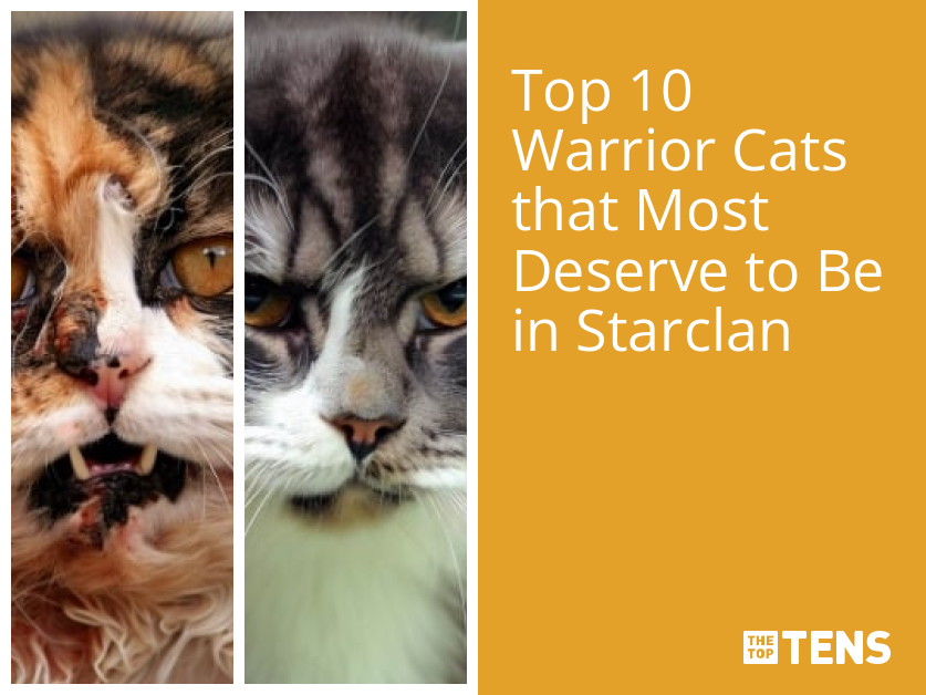 Top 10 Best Warriors (Warrior Cat) Books - TheTopTens