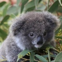 Koala (Sloth)