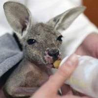 Baby Kangaroos (Joey)