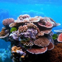 Great Barrier Reef (Australia)