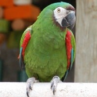 Severe Macaw / Chestnut-fronted Macaw