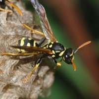 Giant Paper Wasp