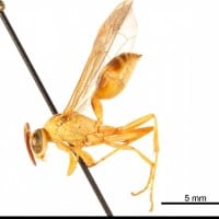 Yellow Fire Wasp