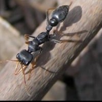 Jack Jumper Ant