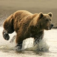 Kodiak Bear