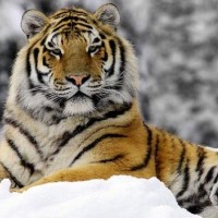 Siberian Tiger