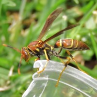 Unstable Paper Wasp