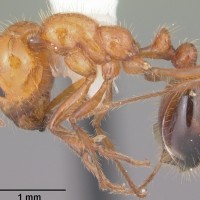 Southern Fire Ant