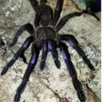 Spiders (Australia)