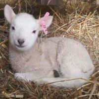 Lamb (Sheep)