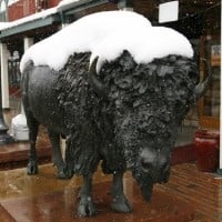 Fake bison testicles