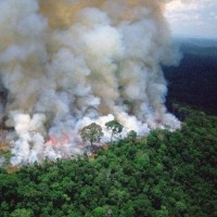 Amazon Rainforest Wildfires