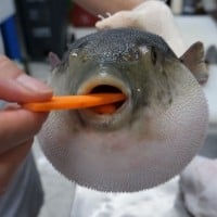 Pufferfish Eating a Carrot
