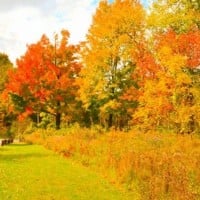 The Red, Orange, and Yellow Colored Leaves on Trees