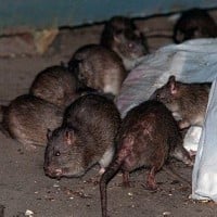 A dead rat in your locker