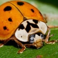 Asian Lady Beetles